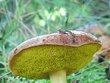 Aureoboletus gentilis 