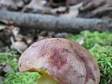 Aureoboletus gentilis 