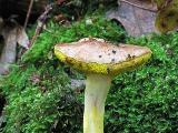 Aureoboletus gentilis 