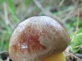 Aureoboletus gentilis 