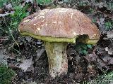 Butyriboletus appendiculatus 