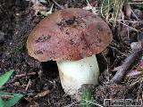 Butyriboletus appendiculatus 