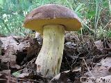 Butyriboletus appendiculatus 