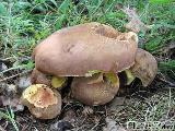 Butyriboletus appendiculatus 