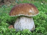 Boletus edulis 