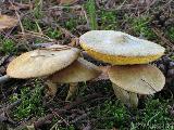 Suillus flavidus