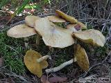 Suillus flavidus 