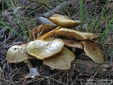 Suillus flavidus 