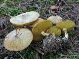 Suillus flavidus 