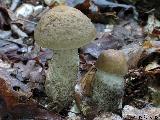 Leccinum pseudoscabrum