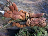 foto Tomáš Chaluš foto Tomáš Chaluš