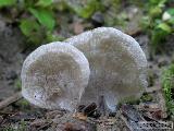 Arrhenia acerosa 