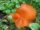 Aleuria aurantia 