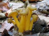 Leotia lubrica 