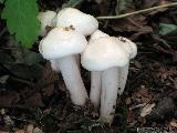 Hygrophorus hedrychii 