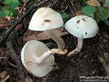 Hygrophorus hedrychii 