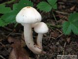 Hygrophorus hedrychii 