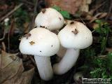 Hygrophorus hedrychii 