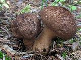 Lycoperdon umbrinum 