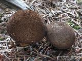 Lycoperdon umbrinum 