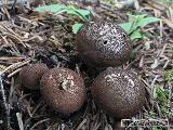 Lycoperdon umbrinum 