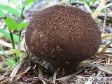Lycoperdon umbrinum 