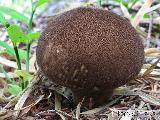 Lycoperdon umbrinum 