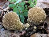 Lycoperdon echinatum 