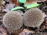 Lycoperdon echinatum 