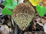 Lycoperdon echinatum