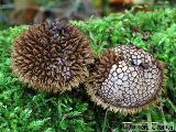 Lycoperdon echinatum 