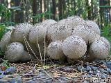 Lycoperdon nigrescens 