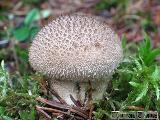 Lycoperdon nigrescens 