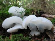 foto Tomáš Chaluš foto Tomáš Chaluš