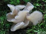 Pseudohydnum gelatinosum