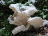Pseudohydnum gelatinosum