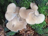 foto Tomáš Chaluš foto Tomáš Chaluš