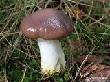 Gomphidius glutinosus