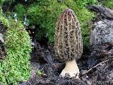 Morchella conica