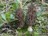 Morchella conica 