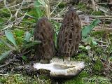 Morchella conica