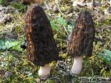 Morchella conica 