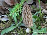 Morchella conica 