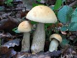 Leccinum crocipodium 
