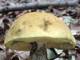 Leccinum crocipodium 
