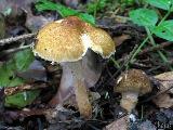 bedla plavorezav