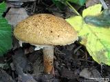 bedla plavorezav