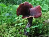 Polyporus badius 