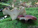 Polyporus badius 