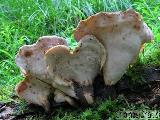 Polyporus badius 